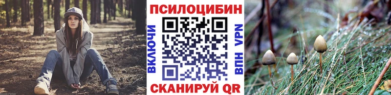 площадка официальный сайт  Дорогобуж  Галлюциногенные грибы Psilocybe 